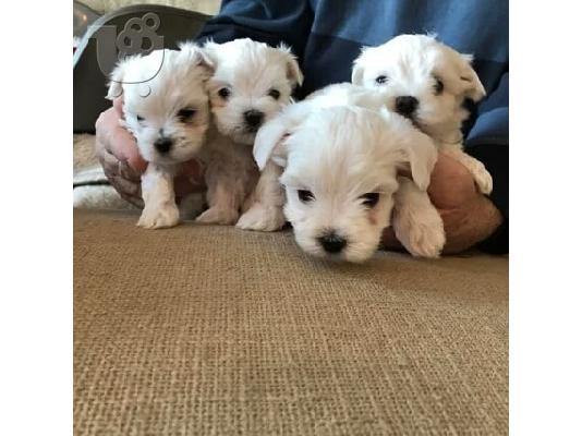 λευκά κουτάβια Μάλτας